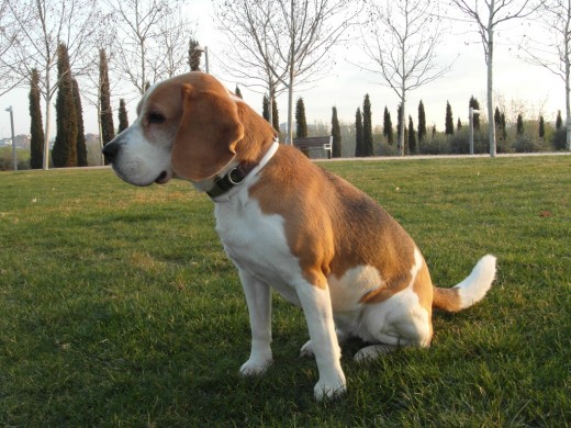 Duna con 9 años Duna con 9 años